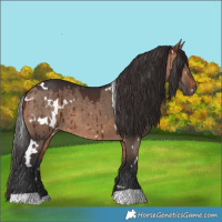 Horse Color:White Spotted Bay Dun Brindle 