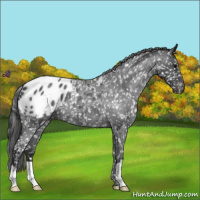 Horse Color:Blue Roan Snowflake Varnish 