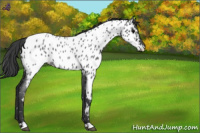 Horse Color:Blue Roan Near Leopard 