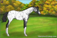 Horse Color:Blue Roan Appaloosa 