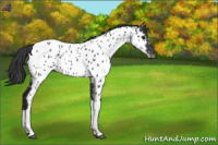 Horse Color:Blue Roan Near Leopard 