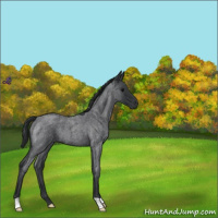 Horse Color:Blue Roan