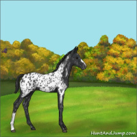 Horse Color:Black Appaloosa 