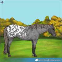 Horse Color:Smoky Blue Roan Appaloosa Rabicano 