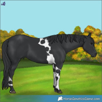 Horse Color:Black Tobiano 