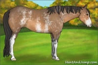 Horse Color:White Spotted Buckskin Frame 