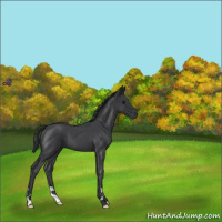 Horse Color:Blue Roan 