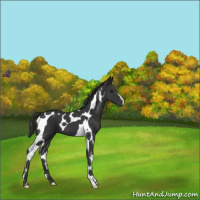 Horse Color:Black Tobiano 
