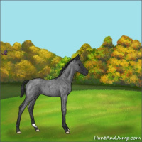 Horse Color:Blue Roan 
