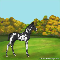 Horse Color:Black Tobiano 