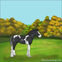 Horse Color:Black Splash Tobiano 