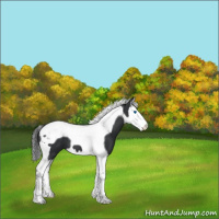 Horse Color:Black Splash Tobiano 