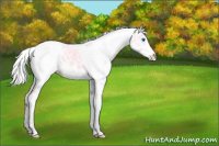 Horse Color:White Spotted Perlino Ice Dun Splash