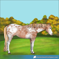 Horse Color:Painted White Spotted Silver Bay Ice Appaloosa