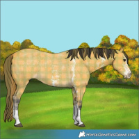 Horse Color:Plaid  Buckskin Sabino 