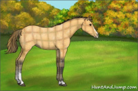 Horse Color:Plaid  Buckskin Sabino 
