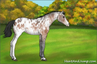 Horse Color:White Spotted Bay Ice Appaloosa