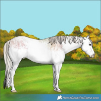 Horse Color:White Spotted Silver Bay Ice Roan Dun Rabicano 