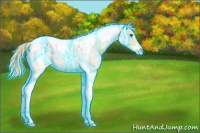 Horse Color:Thunderstruck Gold Champagne Ice Sabino Splash Tobiano 
