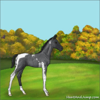 Horse Color:Blue Roan Tobiano 