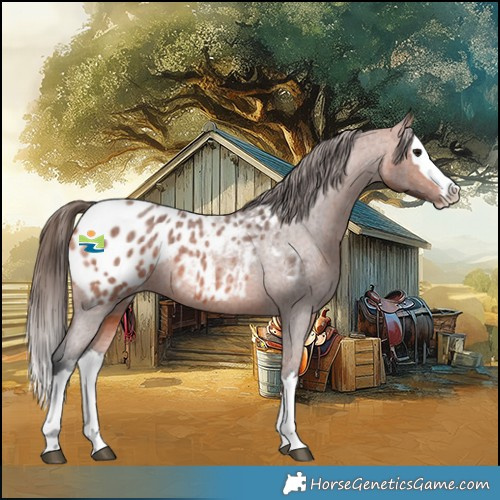 Horse Color:Bay Roan Splash Appaloosa 