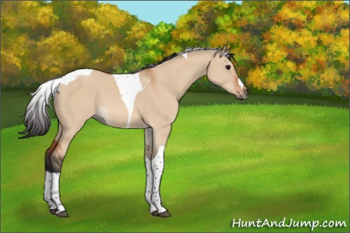 Horse Color:Bay Dun Tobiano 