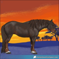Horse Color:Liver Chestnut 