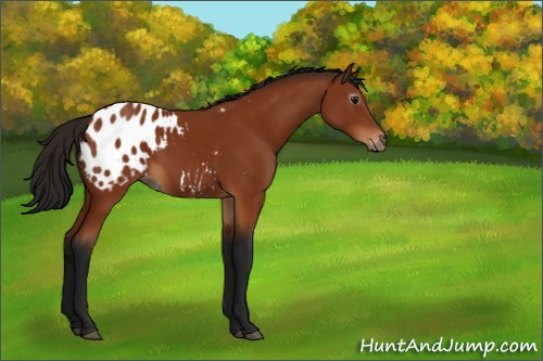 Horse Color:Gray Bay Appaloosa 