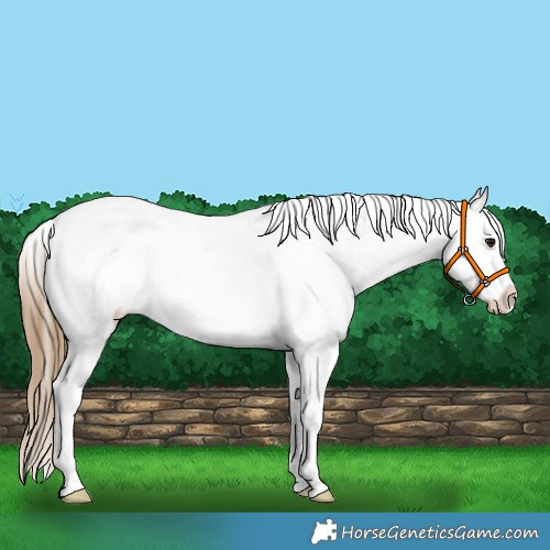 Horse Color:Buckskin Appaloosa 