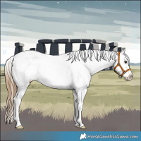 Horse Color:Buckskin Near Leopard 