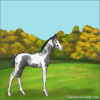 Horse Color:Blue Roan Splash Tobiano 