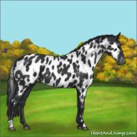 Horse Color:Black Near Leopard 
