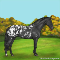 Horse Color:Blue Roan Near Leopard 