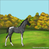 Horse Color:Midnight Blue Ice Roan Tobiano 