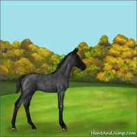 Horse Color:Midnight Blue Roan Rabicano 