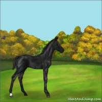 Horse Color:Midnight Black Ice 