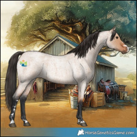 Horse Color:Bay Roan Dun 