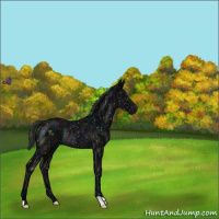 Horse Color:Midnight Black Appaloosa Rabicano