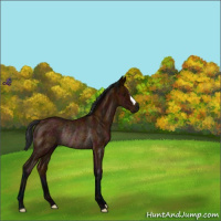 Horse Color:Midnight Bay Rabicano 