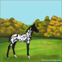 Horse Color:Midnight Black Near Leopard Rabicano 