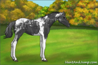 Horse Color:Black Tobiano 