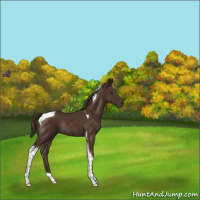 Horse Color:Liver Chestnut Tobiano Rabicano
