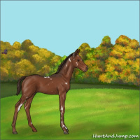 Horse Color:White Spotted Liver Chestnut 