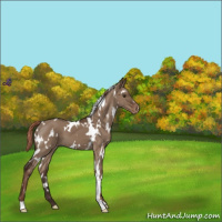 Horse Color:White Spotted Liver Red Dun Varnish 