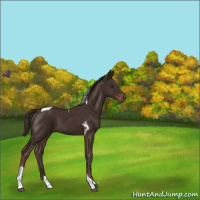 Horse Color:Liver Chestnut Tobiano 