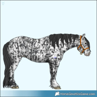Horse Color:Black  and Black Near Leopard 