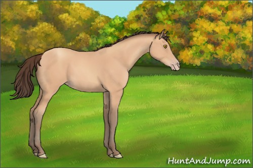 Horse Color:Amber Champagne 