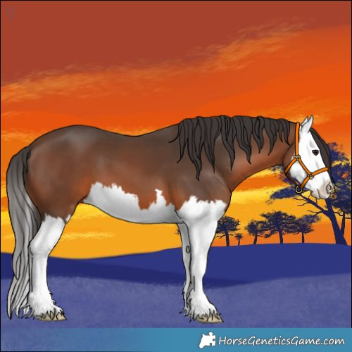 Horse Color:Brown Splash 