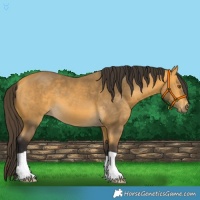 Horse Color:Buckskin 