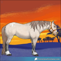 Horse Color:Bay Dun Appaloosa 